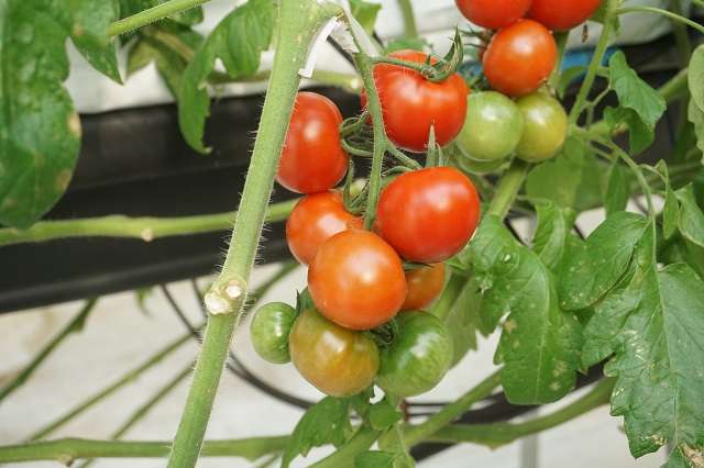 フルーツトマト